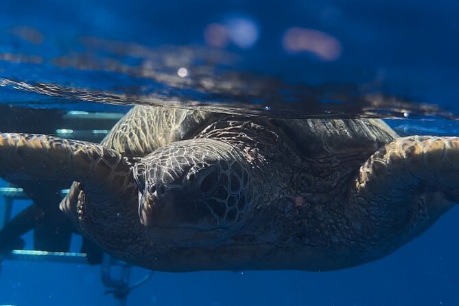 Waikiki Turtle Canyon Snorkel: Turtles Guaranteed - Turtle Canyon snorkeling: how spotting turtles actually works