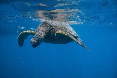 Waikiki Turtle Canyon Snorkel: Turtles Guaranteed - Getting aboard at Island Splash Tours: easy check-in, clear expectations