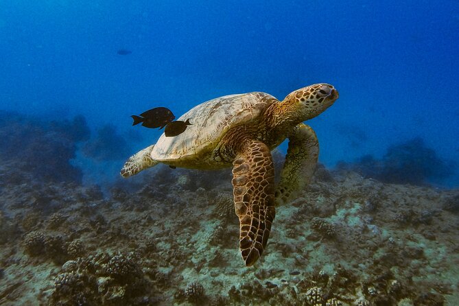 Waikiki Turtle Canyon Snorkel: Turtles Guaranteed - Who you’ll be with: crew style, roles, and the small-group advantage