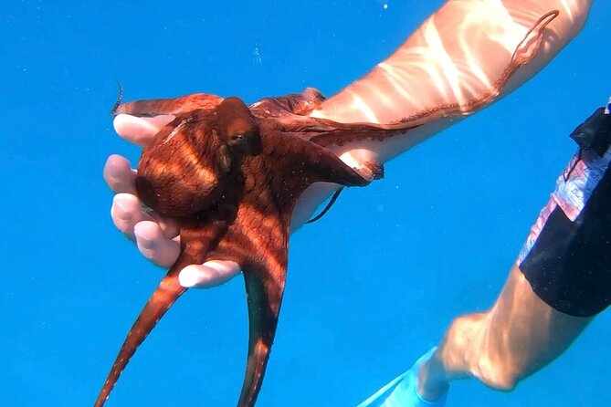 Waikiki Turtle Canyon Snorkel: Turtles Guaranteed - Beyond turtles: the marine-life mix you can hope for
