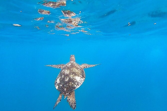 Waikiki Turtle Snorkel and Sail on Hawea Catamaran - Who This Turtle Snorkel-and-Sail Is Best For
