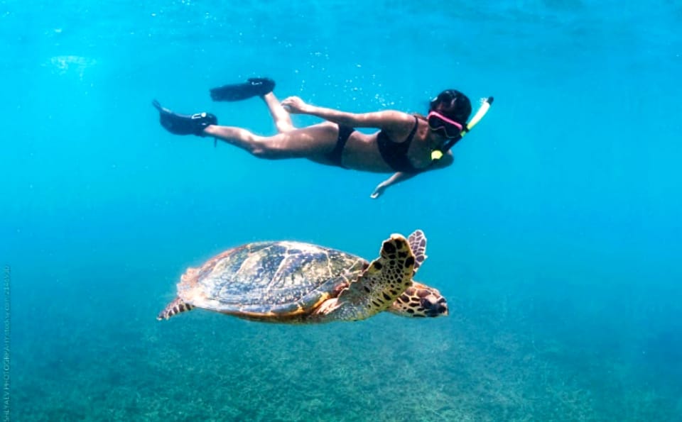 Waikiki: Turtle Snorkeling Cruise with 20ft Jumping Platform - The 3-hour rhythm: briefing, snorkeling, and deck time