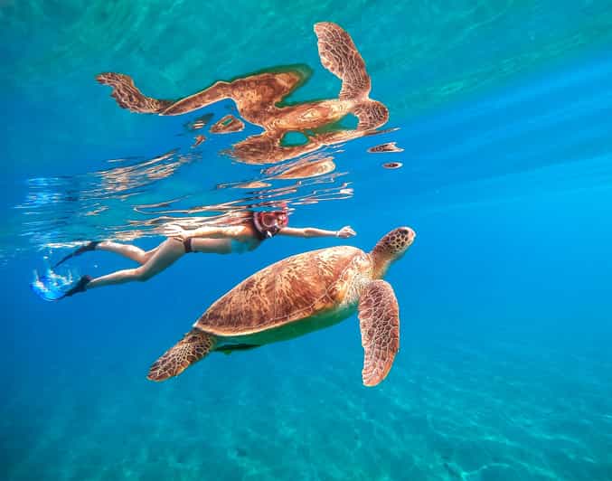 Waikiki: Turtle Snorkeling Cruise with 20ft Jumping Platform - Sea turtles and reef fish: realistic expectations in Hawaii waters