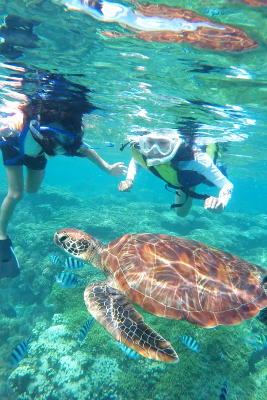Waikiki: Turtle Snorkeling Cruise with 20ft Jumping Platform - The high jumping platform: 20 ft or 30 ft, either way it’s a moment