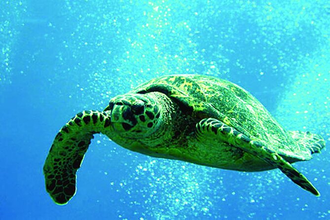 West Oahu Afternoon Turtle Snorkel Sail - Key Highlights at a Glance