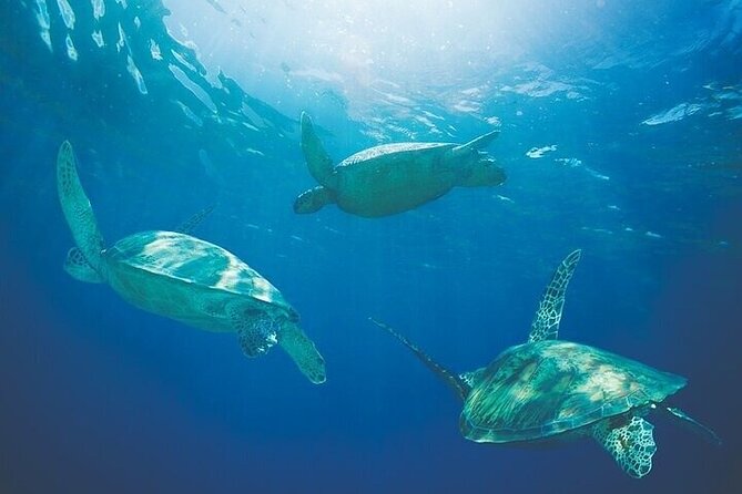 West Oahu Afternoon Turtle Snorkel Sail - The Route: From Waianae to Waikiki to Ko Olina