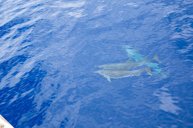 West Oahu Afternoon Turtle Snorkel Sail - Wildlife Expectations: Turtles and Spinner Dolphins Aren’t Guaranteed
