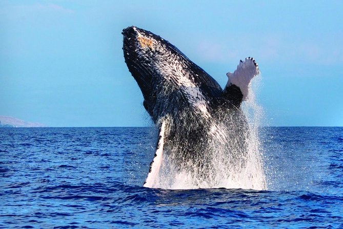 West Oahu Deluxe Whale Watching Sail - West Oahu whale watching from Waiʻanae is the whole point
