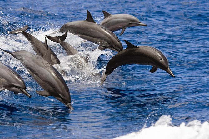 West Oahu Deluxe Whale Watching Sail - The premium bar makes the sail feel like a real outing