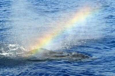 West Oahu Deluxe Whale Watching Sail - On-board comfort: shade, open-air seating, and restrooms that save your sanity