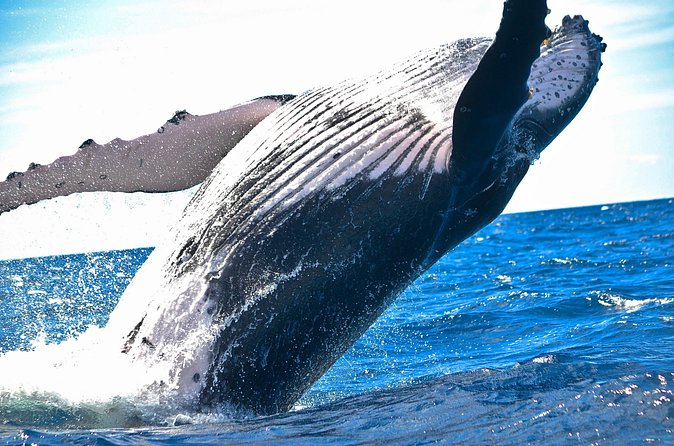 West Oahu Deluxe Whale Watching Sail - Weather and motion: what all-weather operation feels like