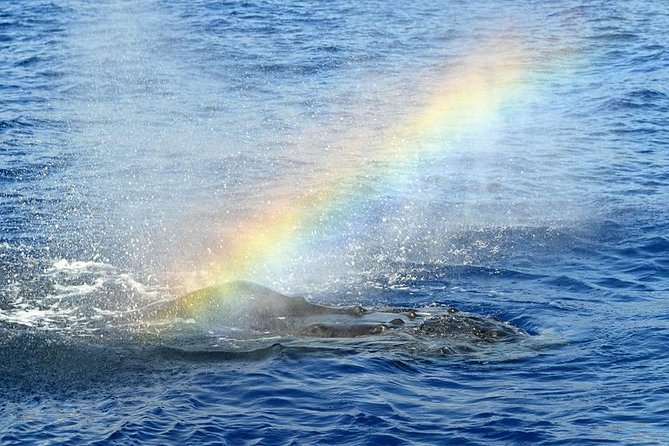 West Oahu Deluxe Whale Watching Sail - On-board comfort: shade, open-air seating, and restrooms that save your sanity