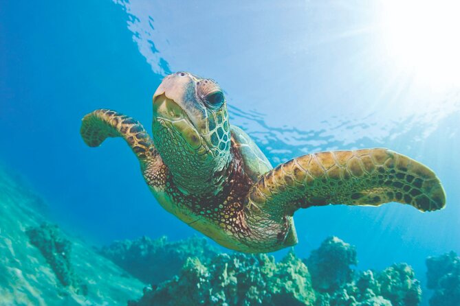 West Oahu Dolphin Watch and Snorkel Sail with Lunch - Key Things I’d Focus On