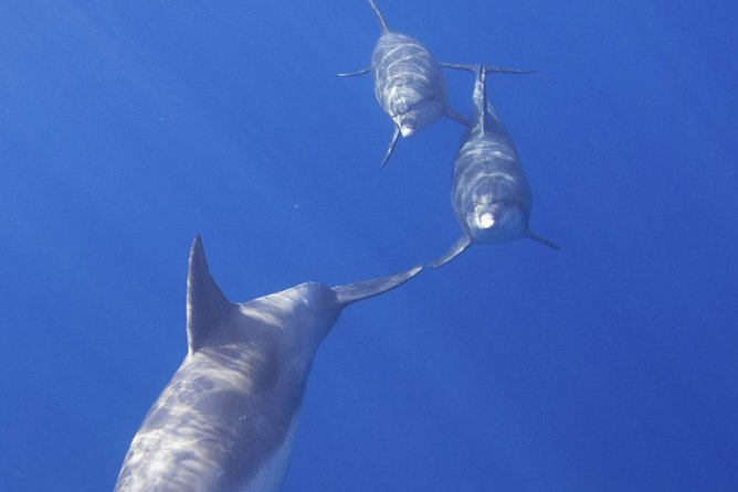 West Oahu Dolphin Watch and Snorkel Sail with Lunch - A Catamaran Morning on Oahu’s West Side: What You’re Really Paying For