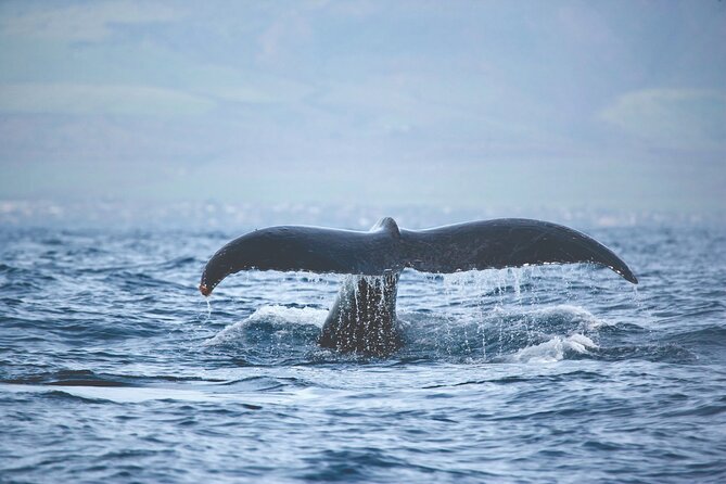 West Oahu Dolphin Watch and Snorkel Sail with Lunch - Lunch, Premium Drinks, and Restrooms: Staying Comfortable for 3 Hours
