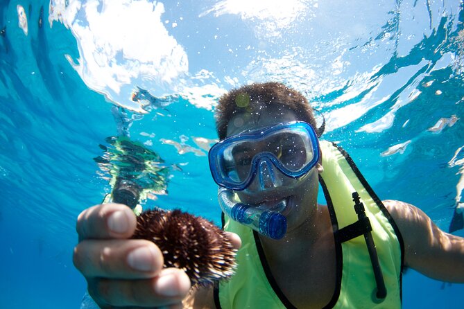 West Oahu Dolphin Watch and Snorkel Sail with Lunch - Who This Tour Fits Best (Families, First-Time Snorkelers, Whale Season)