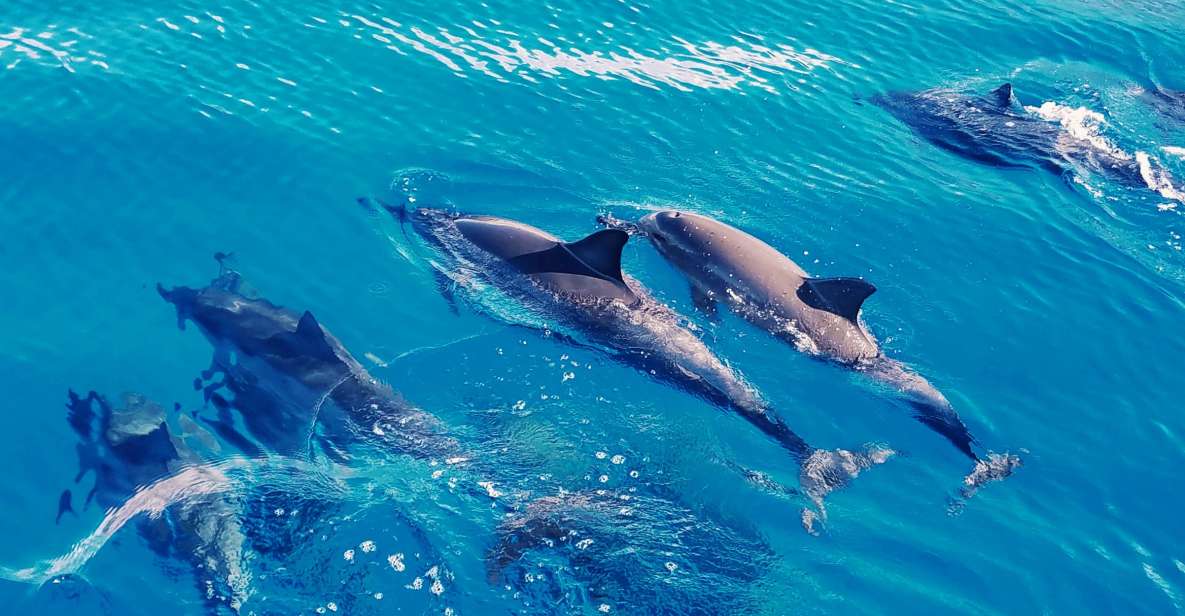 West O'ahu: Swim with Dolphins Catamaran Cruise - A 40-Person Catamaran and the West O’ahu Animal Hunt