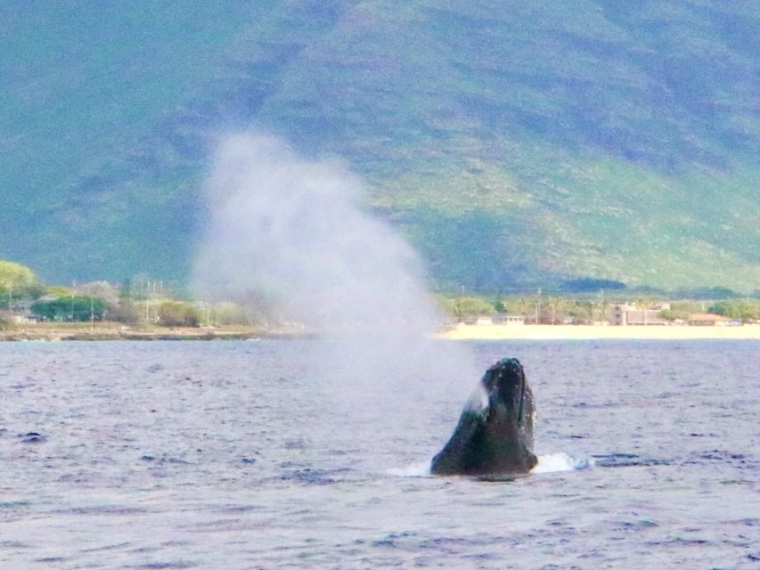 West O'ahu: Swim with Dolphins Catamaran Cruise - Dolphins, Turtles, and Maybe Whales: What You’ll Actually Scan For