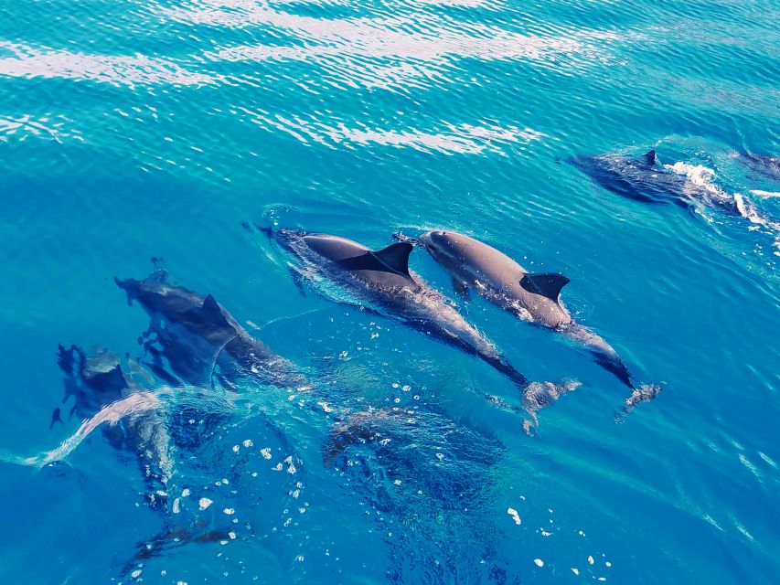 West O'ahu: Swim with Dolphins Catamaran Cruise - Price and Value at $187 for 4 Hours