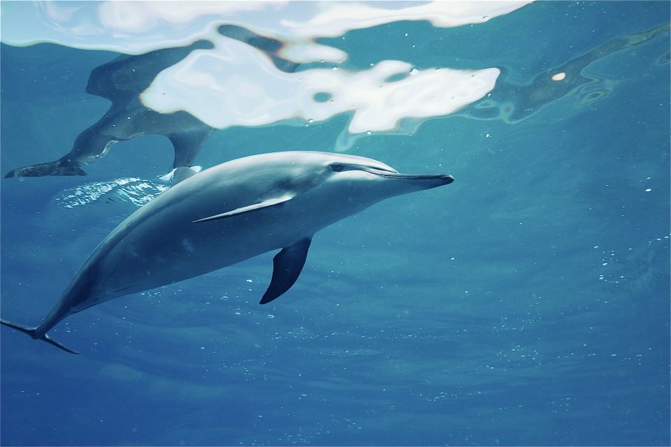 West O'ahu: Swim with Dolphins Catamaran Cruise - Who Should Book This West O’ahu Catamaran Day