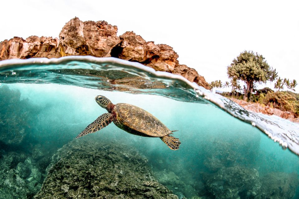 West Oahu: Turtles, Dolphins, and Snorkeling Tour with Lunch - Key Things to Know Before You Go