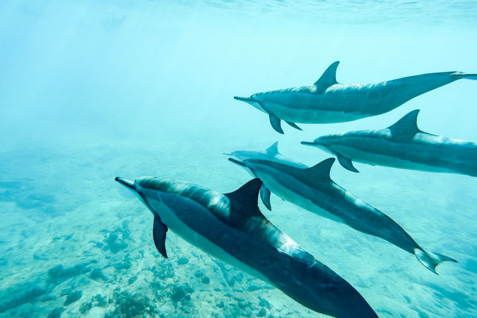 West Oahu: Turtles, Dolphins, and Snorkeling Tour with Lunch - Should You Book This West O‘ahu Turtles, Dolphins, and Snorkeling Tour?