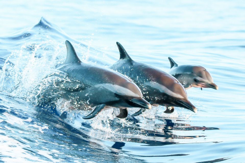 West Oahu: Turtles, Dolphins, and Snorkeling Tour with Lunch - Crew and Boat Vibe: Professional, Friendly, and Built for Real Days at Sea