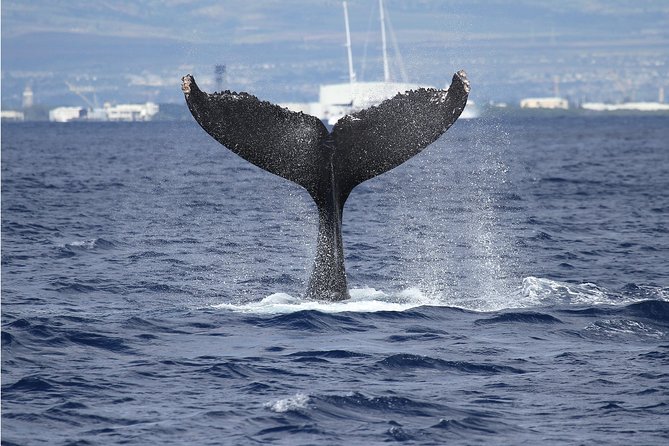 Whale Watch Cruise Aboard The Majestic - Where the whales actually are: Maunalua Bay and humpback territory