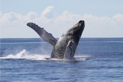 Whale Watch Cruise Aboard The Majestic - Your 2.5-hour route: Diamond Head, Waikiki, and the skyline return