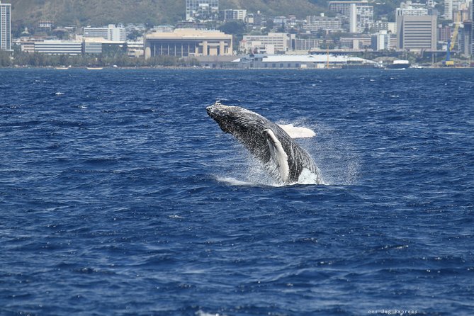 Whale Watch Cruise Aboard The Majestic - Music, food, and the onboard atmosphere