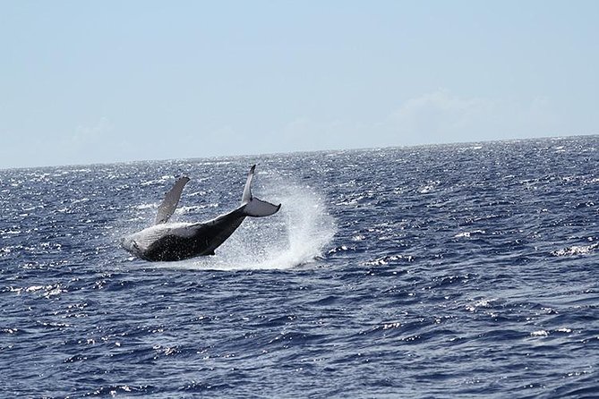 Whale Watch Cruise Aboard The Majestic - The whale guarantee: how the free return cruise works
