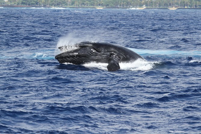 Whale Watch Cruise Aboard The Majestic - Price and value: what $85.09 buys you in real terms