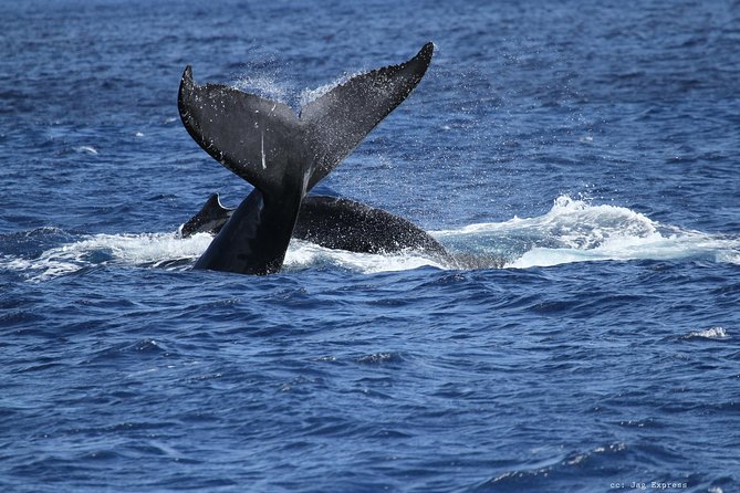 Whale Watch Cruise Aboard The Majestic - Weather reality: windy water, cold air, and sea conditions