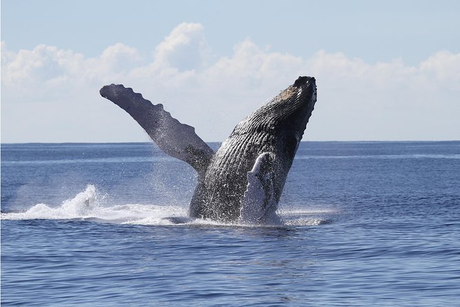 Whale Watch Cruise Aboard The Majestic - Your 2.5-hour route: Diamond Head, Waikiki, and the skyline return
