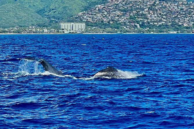 Whale Watching & Late Breakfast Cruise in Honolulu - Waikiki Beach from the water: why the second stop matters