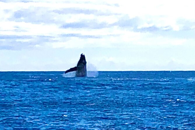 Whale Watching & Late Breakfast Cruise in Honolulu - Whale watching game plan: how to maximize your odds
