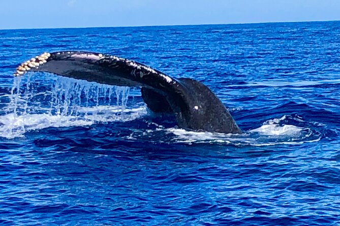 Whale Watching & Late Breakfast Cruise in Honolulu - Seasickness, deck comfort, and what to bring
