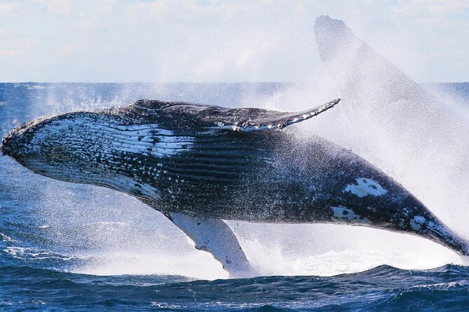 Whale Watching & Late Breakfast Cruise in Honolulu - How the crew affects your whale-watching experience