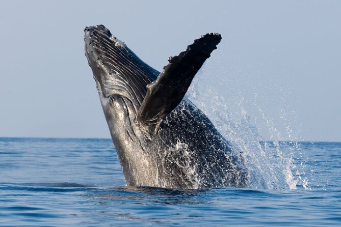Whale Watching & Late Breakfast Cruise in Honolulu - Diamond Head Lighthouse stop: seeing Lēʻahi from the sea