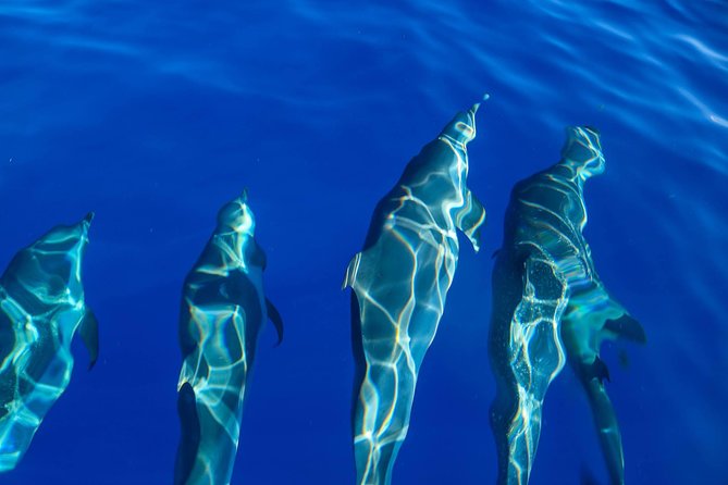 Wild Dolphin Watching and Snorkel Safari Off West Coast of Oahu - Snorkeling plan: gear is included, turtles are the headline