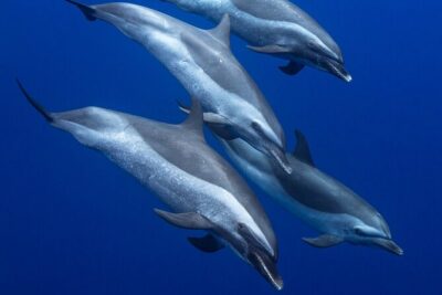 Wild Dolphin Watching and Snorkel Safari Off West Coast of Oahu - What you can realistically see in a 3-hour hunt