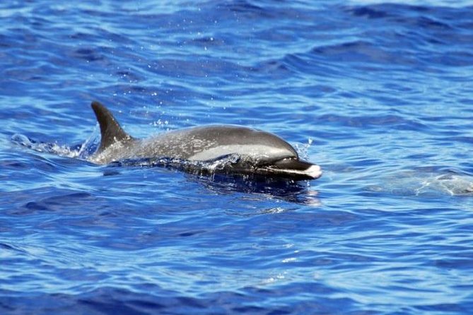 Wild Dolphin Watching and Snorkel Safari Off West Coast of Oahu - The on-board lunch and what to pack for comfort