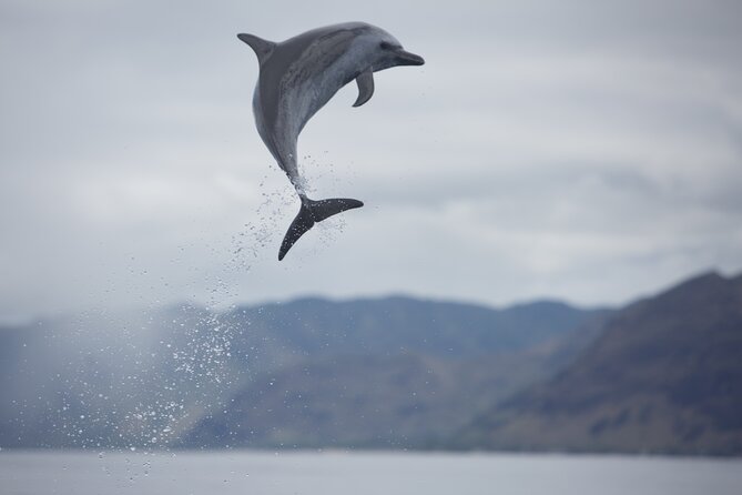 Wild Dolphin Watching and Snorkel Safari Off West Coast of Oahu - Pickup, timing, and where you actually start (Waianae Boat Harbor)
