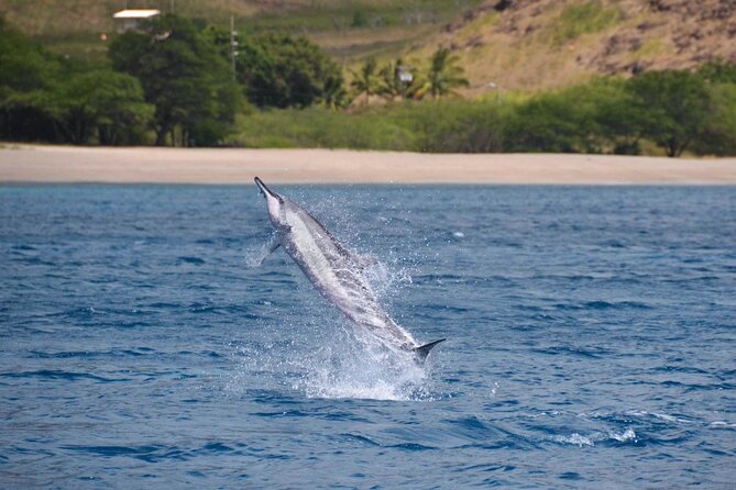 Wild Dolphin Watching and Snorkel Safari Off West Coast of Oahu - Crew quality: how the guides’ behavior changes your odds