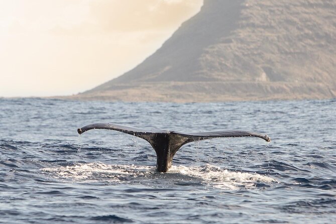 Wild Dolphin Watching and Snorkel Safari Off West Coast of Oahu - Price and value: is $193.88 worth it?